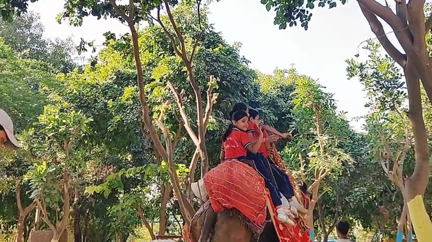 Elephant Safari